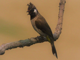 Смотреть фото Гималайский бюльбюль Фото Гималайский бюльбюль