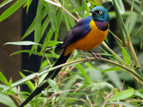 Златогрудый спрео Златогрудый спрео