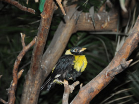 Смотреть фото Золотогрудый мино Фото Золотогрудый мино