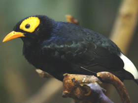 Смотреть фото Желтолицый мино Фото Желтолицый мино