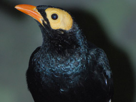 Смотреть фото Желтолицый мино Фото Желтолицый мино