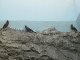 Фото Дубоносовый скворец