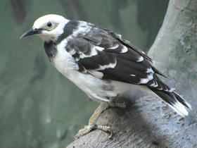 Фото Черношейный скворец