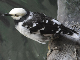 Фото Черношейный скворец