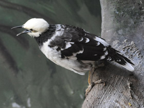 Фото Черношейный скворец