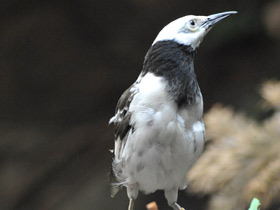 Фото Черношейный скворец