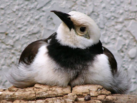 Фото Черношейный скворец