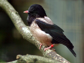 Смотреть фото Розовый скворец Фото Розовый скворец