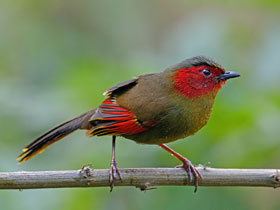 Фото Краснолицая лиоцихла