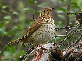 Смотреть фото Дрозд-гитарист Фото Дрозд-гитарист