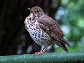 Певчий дрозд Певчий дрозд