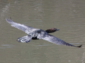 Фото Малый баклан