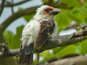 Фото Либия Чаплина