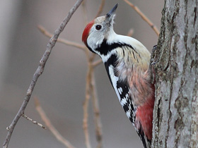Смотреть фото Средний пёстрый дятел Фото Средний пёстрый дятел