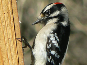 Пушистый дятел Пушистый дятел