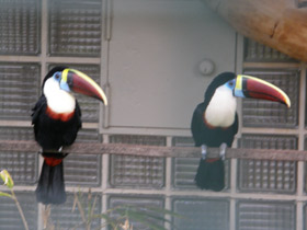 Смотреть фото Белогрудый тукан Фото Белогрудый тукан