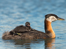 Фото Красношейная поганка