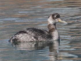 Смотреть фото Серощёкая поганка Фото Серощёкая поганка
