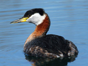 Смотреть фото Серощёкая поганка Фото Серощёкая поганка