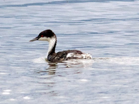 Смотреть фото Поганка Тачановского Фото Поганка Тачановского