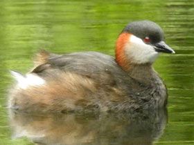 Смотреть фото Мадагаскарская малая поганка Фото Мадагаскарская малая поганка