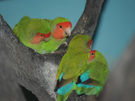 Смотреть фото Розовощекий неразлучник Фото Розовощекий неразлучник