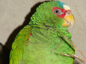 Смотреть фото Белолобый амазон Фото Белолобый амазон