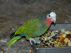 Смотреть фото Кубинский амазон Фото Кубинский амазон