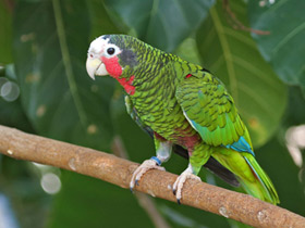 Кубинский амазон Кубинский амазон