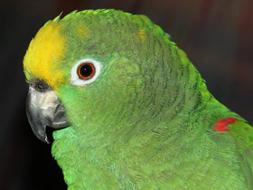 Смотреть фото Желтолобый амазон Фото Желтолобый амазон