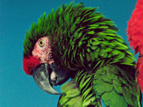 Малый солдатский ара Малый солдатский ара