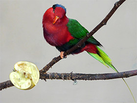 Смотреть фото Папуанский украшенный лори Фото Папуанский украшенный лори