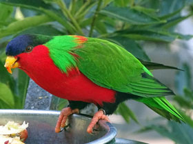 Смотреть фото Лори-отшельник Фото Лори-отшельник