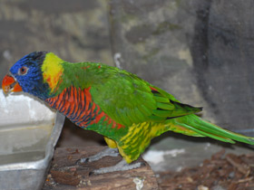 Смотреть фото Многоцветный лорикет Фото Многоцветный лорикет