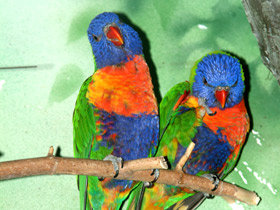 Смотреть фото Многоцветный лорикет Фото Многоцветный лорикет