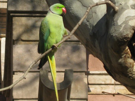 Фото Индийский ожереловый попугай