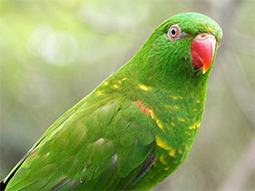 Фото Чешуйчатогрудый лорикет