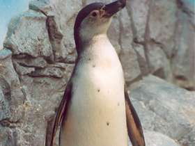 Пингвин Гумбольдта Пингвин Гумбольдта