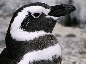 Смотреть фото Магелланов пингвин Фото Магелланов пингвин