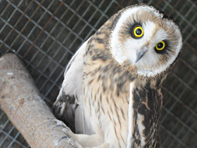 Смотреть фото Болотная сова Фото Болотная сова