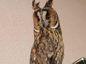 Смотреть фото Ушастая сова Фото Ушастая сова