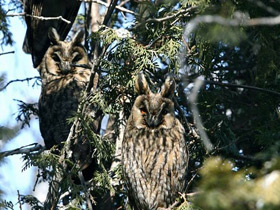 Смотреть фото Ушастая сова Фото Ушастая сова