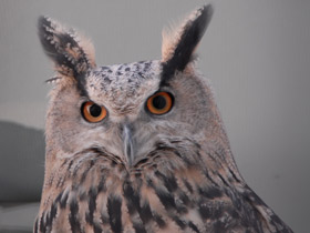 Смотреть фото Загадки для детей с ответами Фото Загадки для детей с ответами