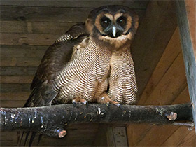 Фото Малайская неясыть