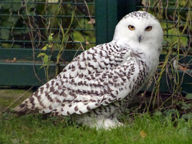 Смотреть фото Белая сова: крылья над тундрой Фото Белая сова: крылья над тундрой