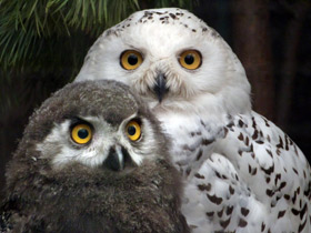 Смотреть фото Белая сова: крылья над тундрой Фото Белая сова: крылья над тундрой