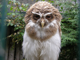 Смотреть фото Очковая неотропическая сова Фото Очковая неотропическая сова