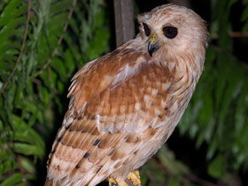 Смотреть фото Рыжая рыбная сова Фото Рыжая рыбная сова