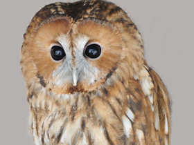 Смотреть фото Серая неясыть Фото Серая неясыть