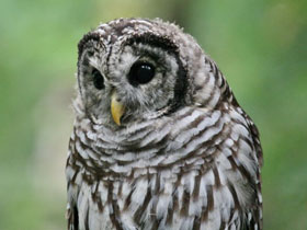 Пёстрая неясыть Пёстрая неясыть